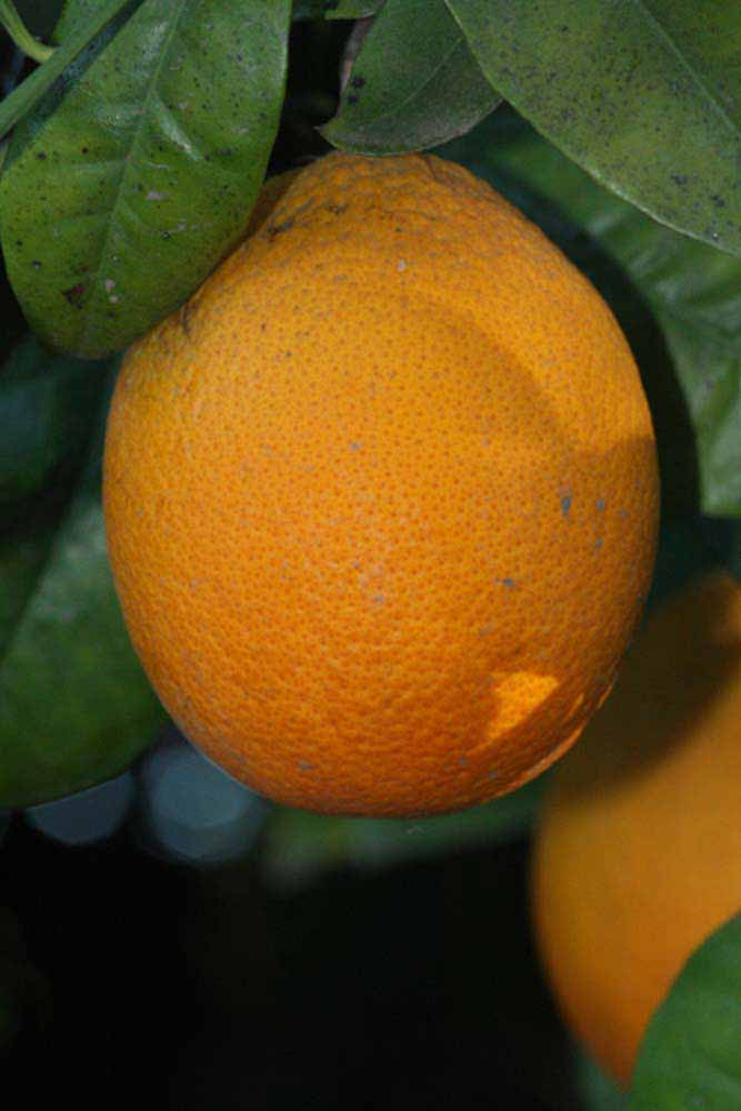              Fruit (Riverside, CA)       